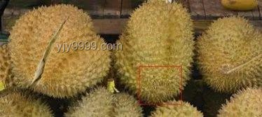 别再错过！天价“垃圾”变废为宝指南 🔍榴莲虫、发霉盐的秘密价值
