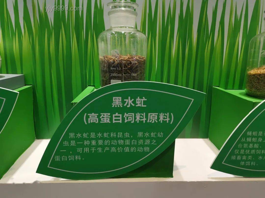 别再错过！天价“垃圾”变废为宝指南 🔍榴莲虫、发霉盐的秘密价值